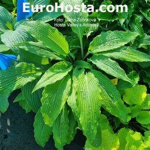 Hosta Valley`s Adonis