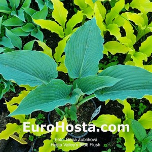 Hosta Valley's Blue Flush