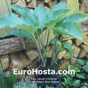 Hosta Valley's Blue Stature