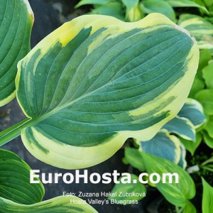 Hosta Valley's Bluegrass