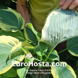 Hosta Valley's Bluegrass