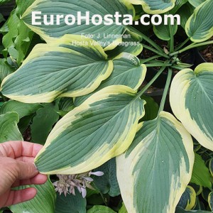 Hosta Valley's Bluegrass