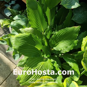 Hosta Valley's Bossanova