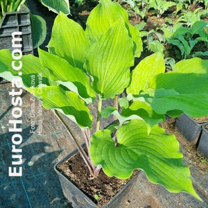 Hosta Valley’s Catwalk