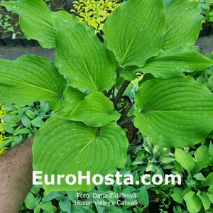 Hosta Valley’s Catwalk