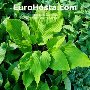 Hosta Valley’s Catwalk