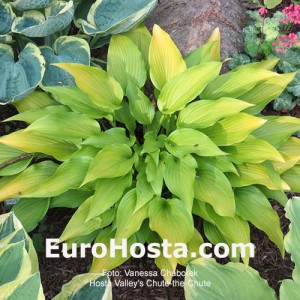 Hosta Valley's Chute-the-Chute - Eurohosta