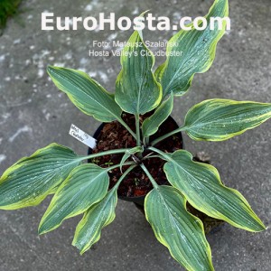 Hosta Valley's Cloudbuster