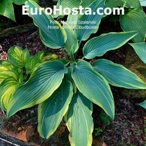 Hosta Valley's Cloudbuster