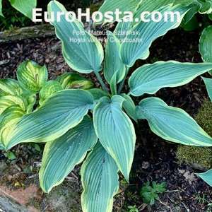 Hosta Valley's Cloudbuster