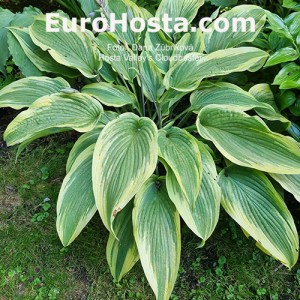 Hosta Valley's Cloudbuster