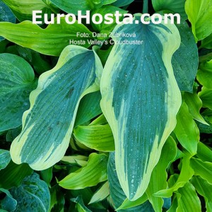 Hosta Valley's Cloudbuster