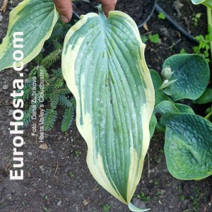 Hosta Valley's Cloudbuster