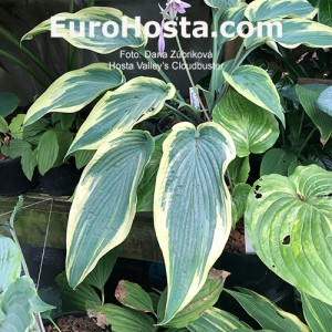 Hosta Valley's Cloudbuster