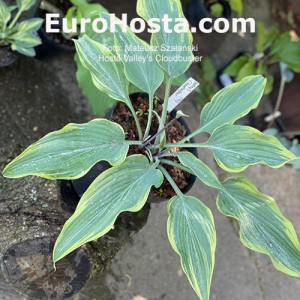 Hosta Valley's Cloudbuster