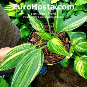 Hosta Valley’s Cover Lady Streaked