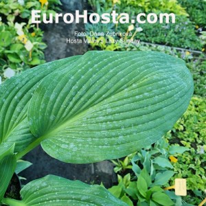 Hosta Valley's Lazy Sunday