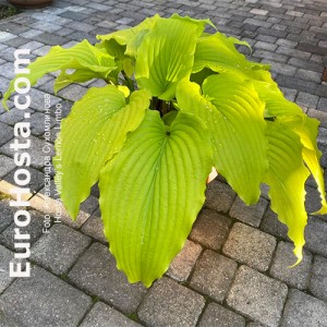Hosta Valley’s Lemon Limbo