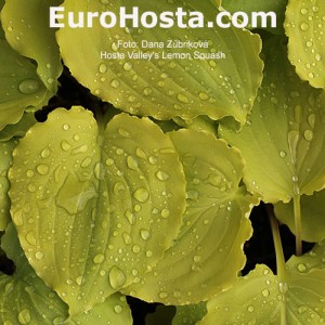 Hosta Valley's Lemon Squash