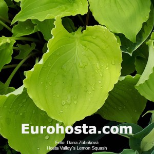 Hosta Valley's Lemon Squash