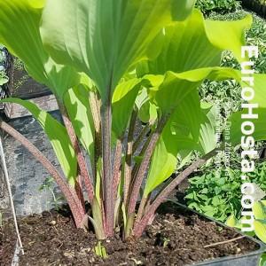 Hosta Valley’s Pavlova