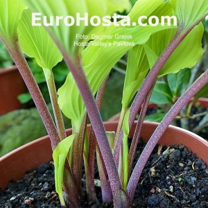 Hosta Valley’s Pavlova