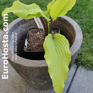 Hosta Valley’s Pavlova