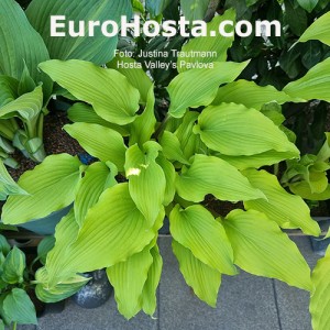 Hosta Valley’s Pavlova