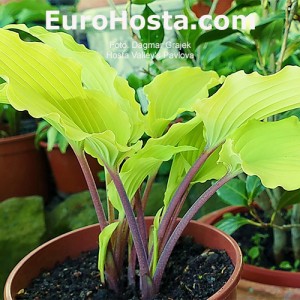 Hosta Valley’s Pavlova