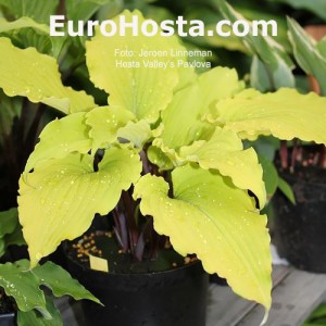 Hosta Valley’s Pavlova