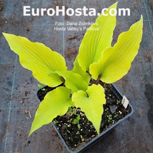 Hosta Valley’s Pavlova