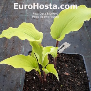 Hosta Valley’s Pavlova