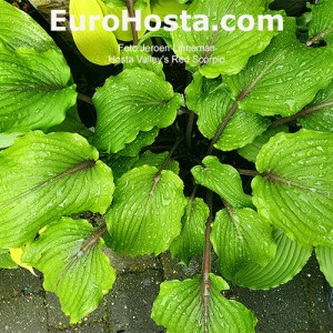 Hosta Valley’s Red Scorpio