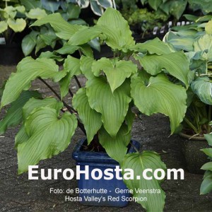 Hosta Valley’s Red Scorpio