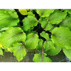 Hosta Valley’s Red Scorpio