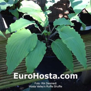 Hosta Valley's Ruffle Shuffle