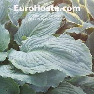 Hosta Valley's Salty Crocodile