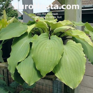 Hosta Valley's White Suit