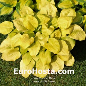 Hosta Vanilla Cream - Eurohosta