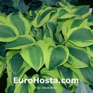 Hosta Velvet Moon - Eurohosta