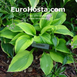 Hosta Velvet Moon - Eurohosta