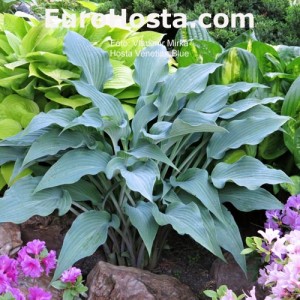 Hosta Venetian Blue