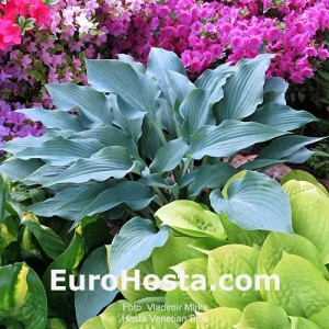 Hosta Venetian Blue