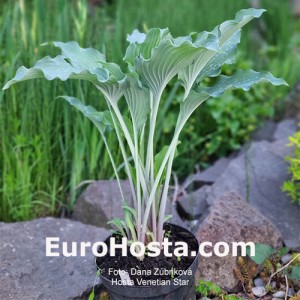 Hosta Venetian Star