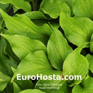 Hosta Ventricosa - Eurohosta