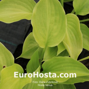 Hosta Venus