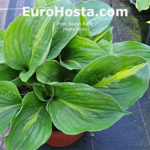 Hosta Victor