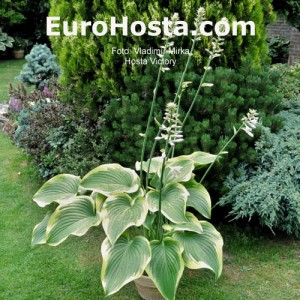 Hosta Victory - Eurohosta