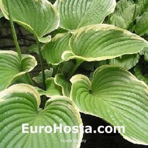 Hosta Victory - Eurohosta