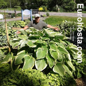 Hosta Victory - Eurohosta